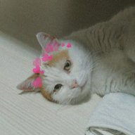Sultan