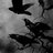 CrowZ